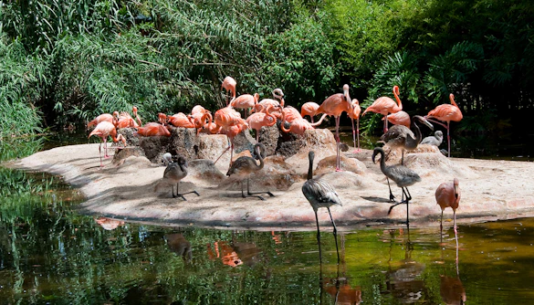 Flamingos gathered on a small island at Barcelona Zoo.