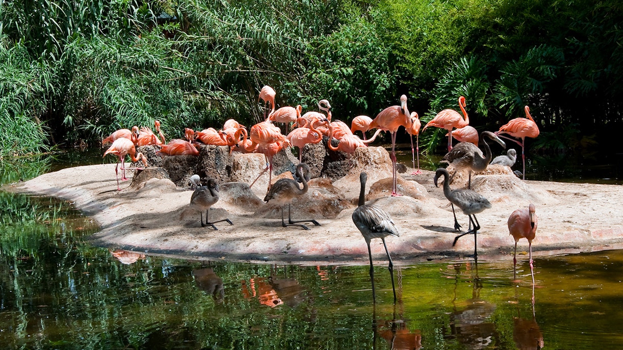 Barcelona Zoo Tickets