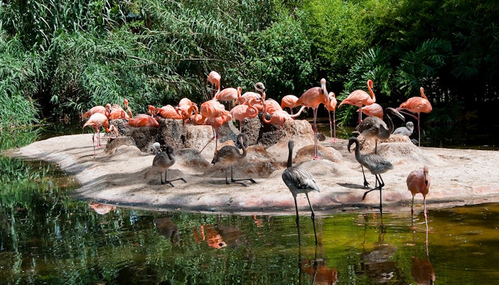 Flamingos in the Barcelona Zoo - Timings