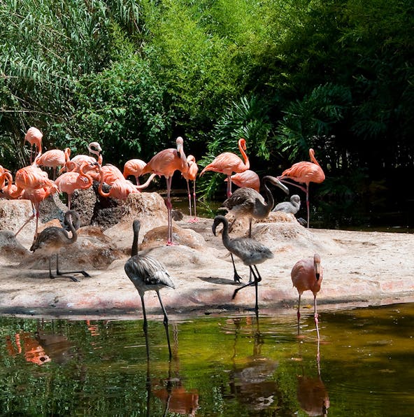 Barcelona Zoo: Plan your perfect visit