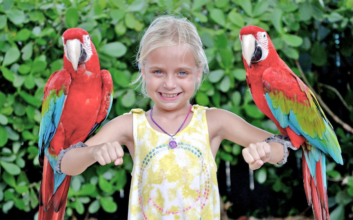 Child with two colorful parrots on arms, Orlando Explorer City Pass experience.