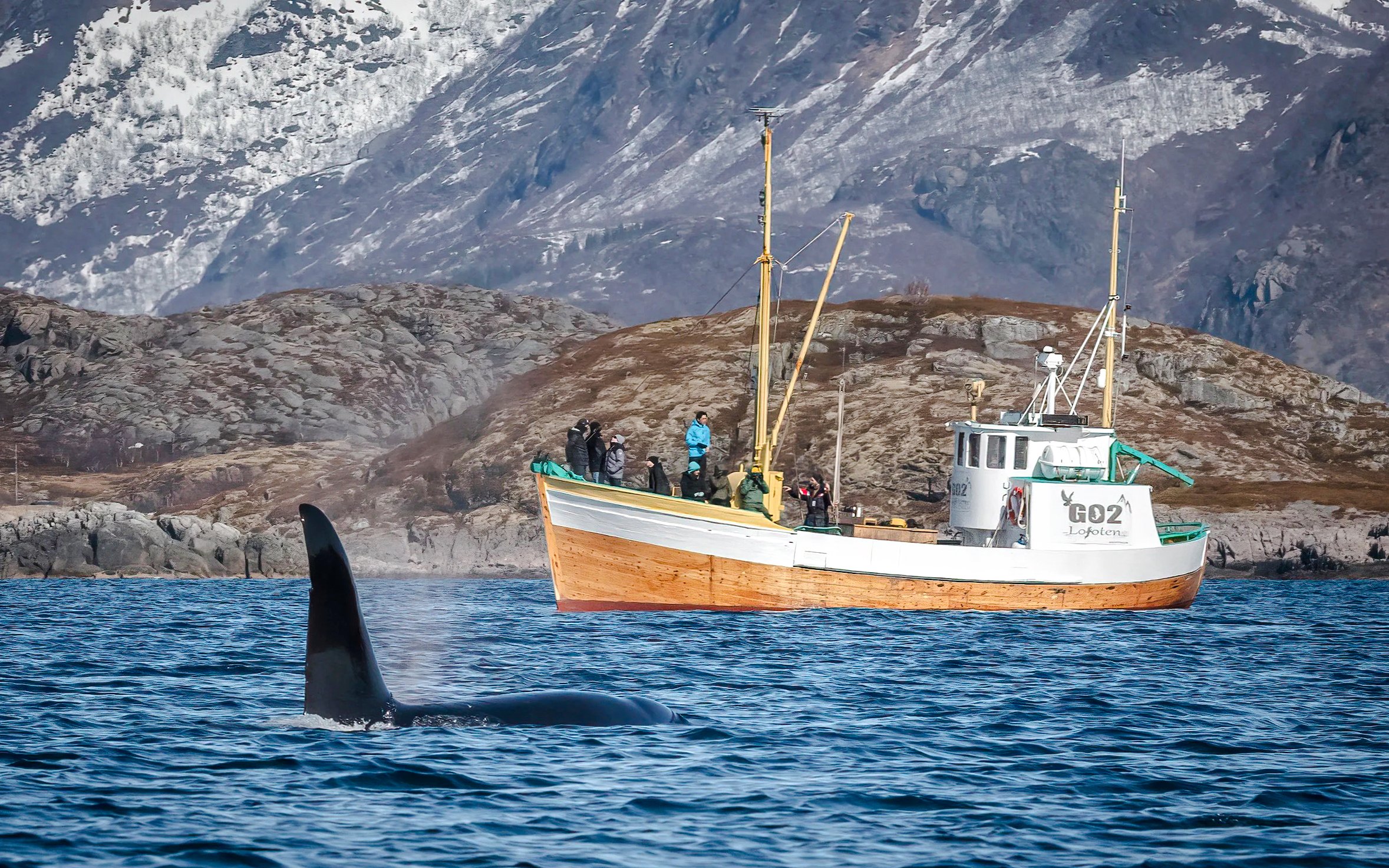 Fishing boat cruise near orca in Lofoten, Norway with snowy mountains in background.