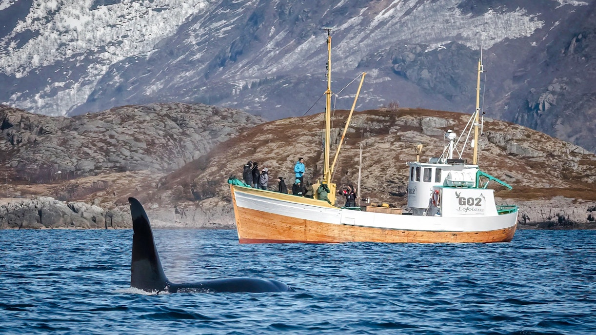 Fishing boat cruise near orca in Lofoten, Norway with snowy mountains in background.