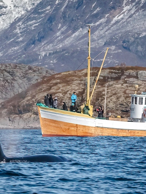 Fishing boat cruise near orca in Lofoten, Norway with snowy mountains in background.