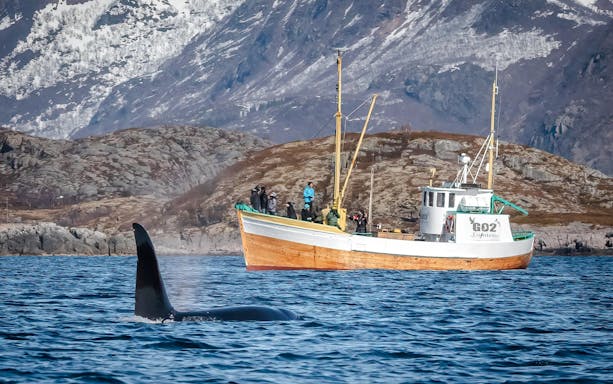 Fishing boat cruise near orca in Lofoten, Norway with snowy mountains in background.