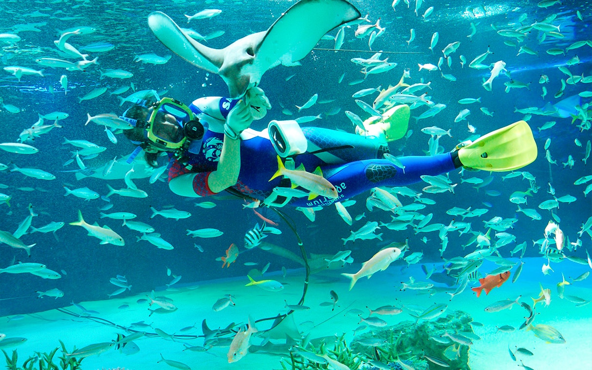 Diver feeding stingray among fish at Sunshine Aquarium.