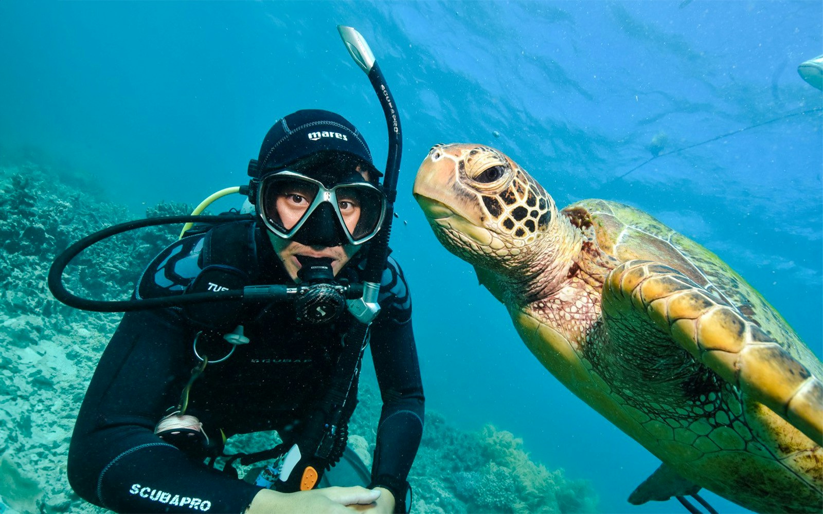 Snorkeler with sea turtle at Moore Reef, Great Barrier Reef day cruise.