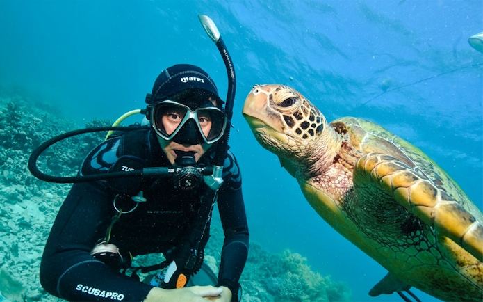 Snorkeler with sea turtle at Moore Reef, Great Barrier Reef day cruise.