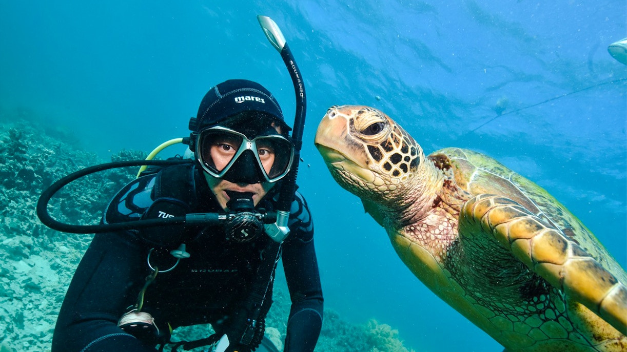 Snorkeler with sea turtle at Moore Reef, Great Barrier Reef day cruise.