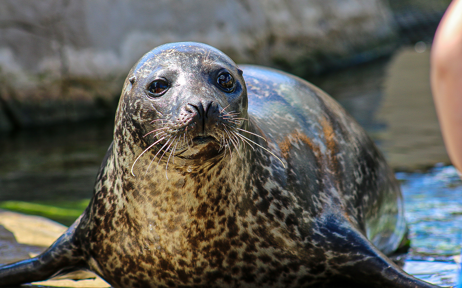 Oceanografic Valencia Arctic Section