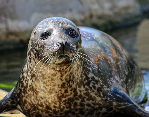 Oceanografic Valencia Arctic Section