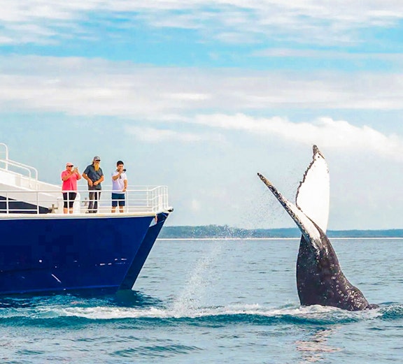 Tourists on a ship watching a whale near Fraser Island, K'gari.