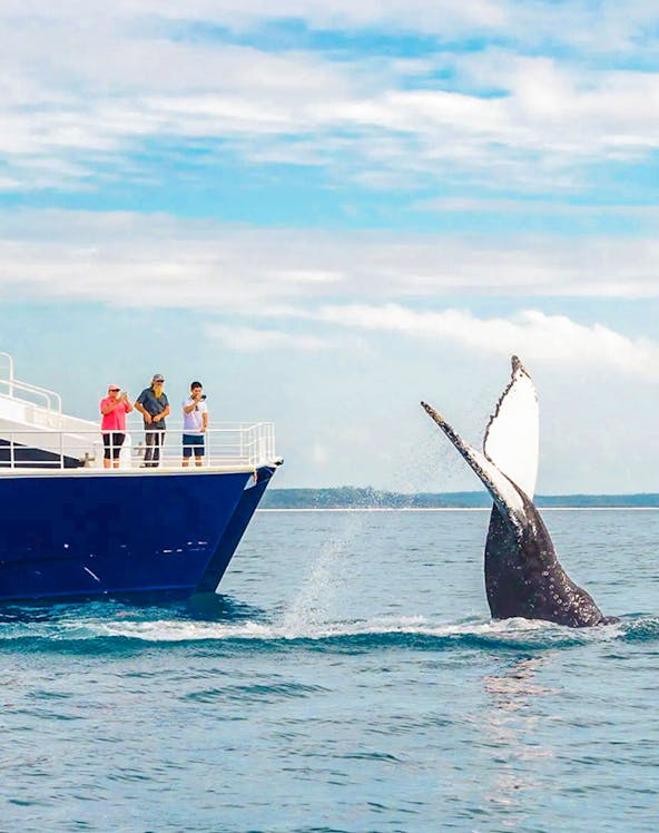 Tourists on a ship watching a whale near Fraser Island, K'gari.