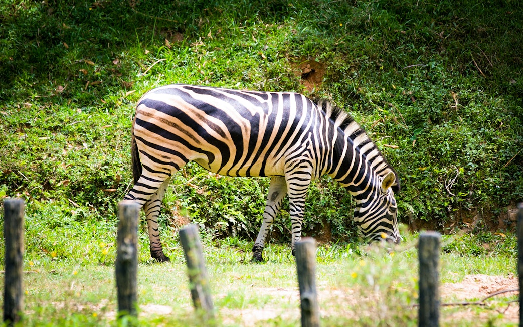 Zebra grazing at Zoo Negara, Malaysia.
