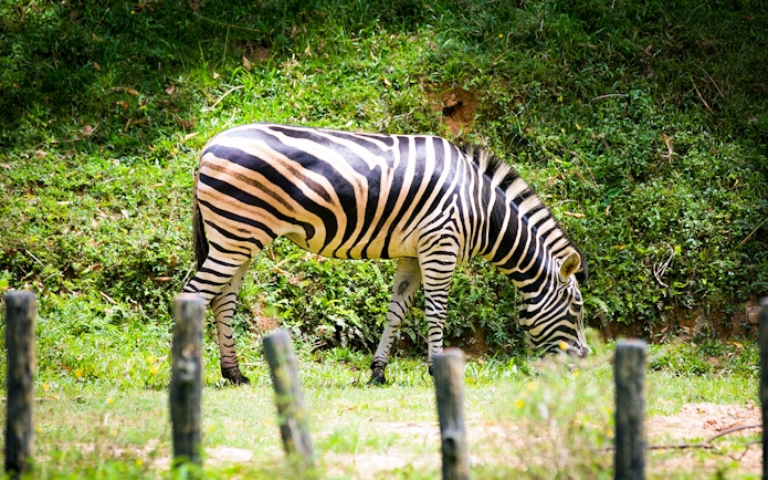 Zebra grazing at Zoo Negara, Malaysia.