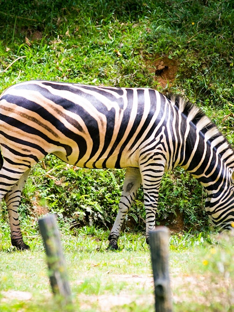 Zebra grazing at Zoo Negara, Malaysia.