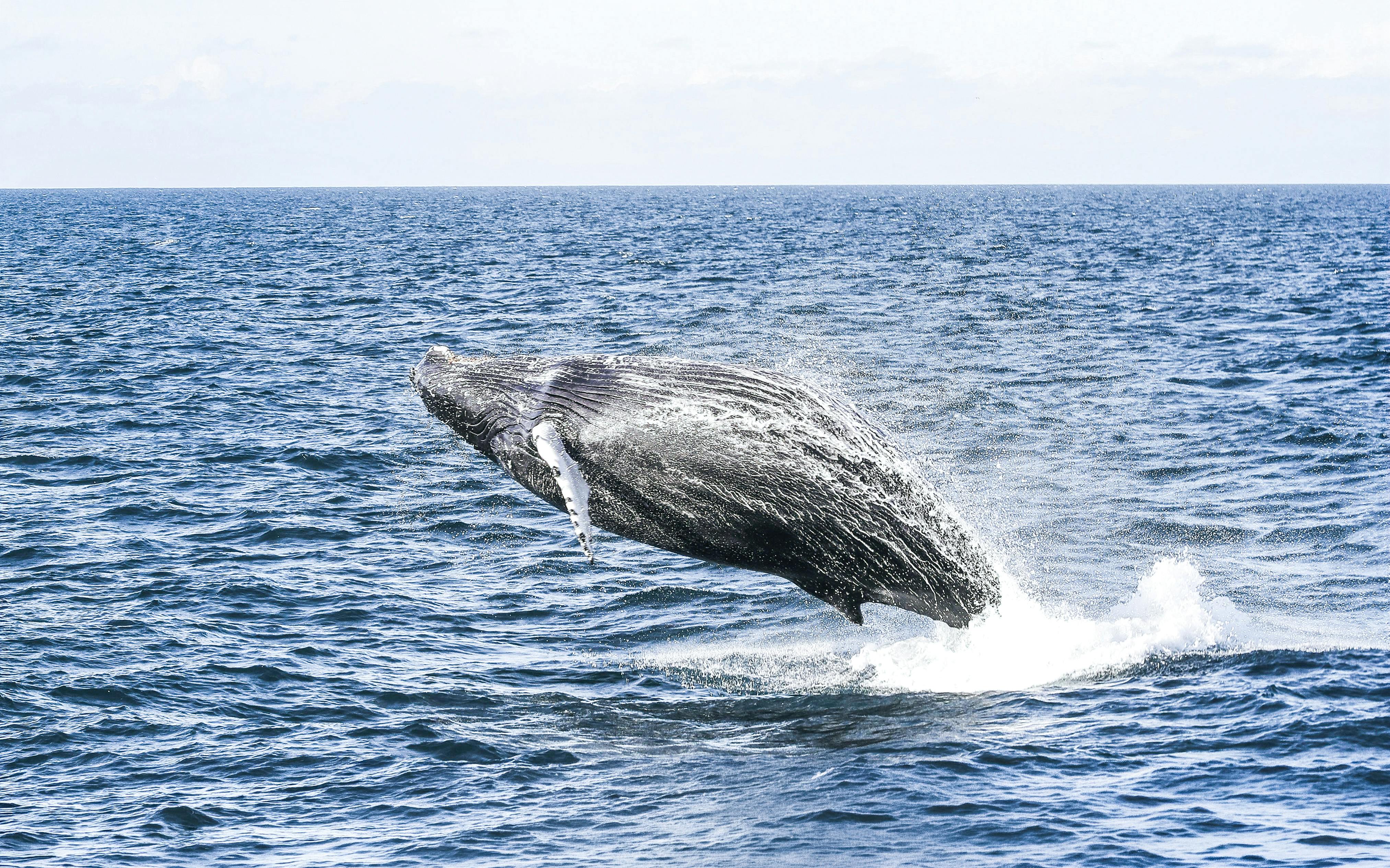 Whale breaching in Eyjafjörður during a whale watching tour from Hjalteyri.