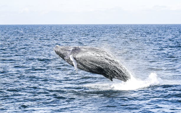 Whale breaching in Eyjafjörður during a whale watching tour from Hjalteyri.