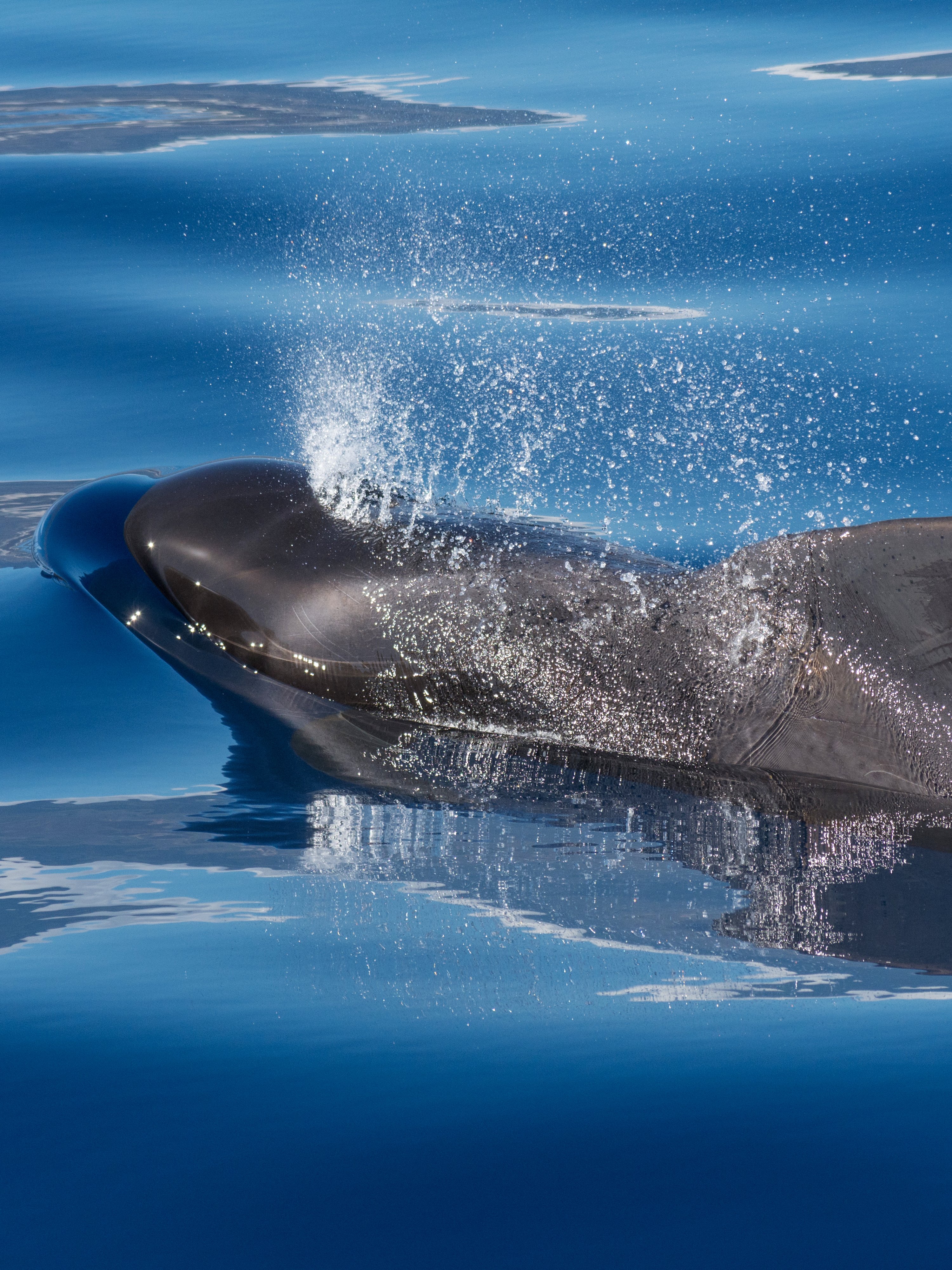 Gran Canaria Whale Watching
