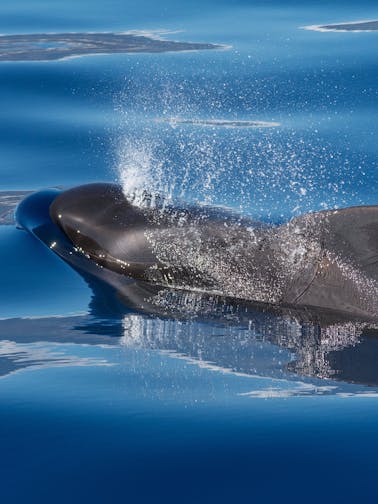 Gran Canaria Whale Watching