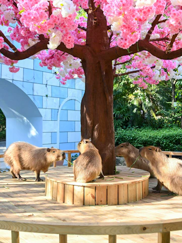 Capybaras gathered around a tree at Shenzhen Safari Park.