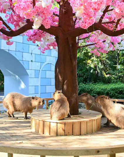 Capybaras gathered around a tree at Shenzhen Safari Park.