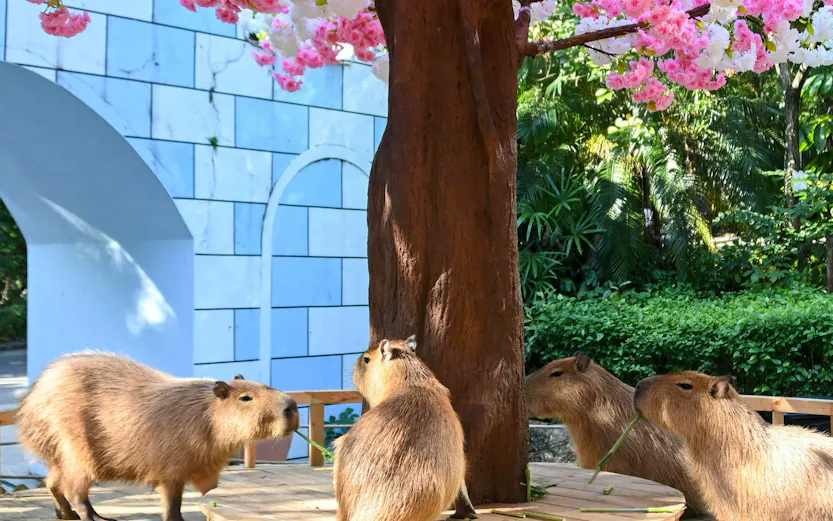 Capybaras gathered around a tree at Shenzhen Safari Park.