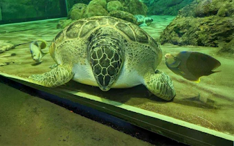 Giant turtle swimming with fish at SeaWorld San Diego.