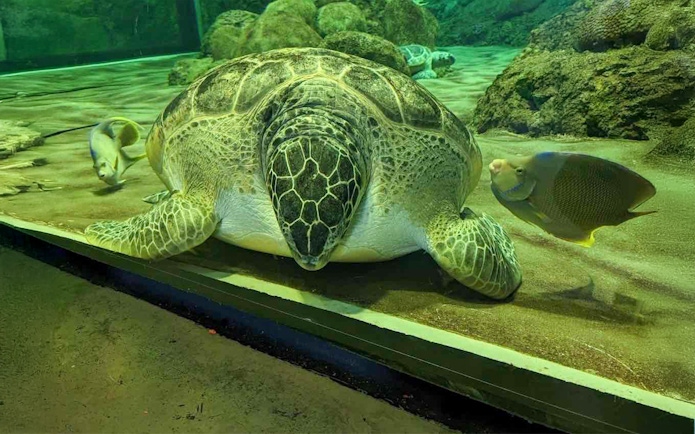 Giant turtle swimming with fish at SeaWorld San Diego.