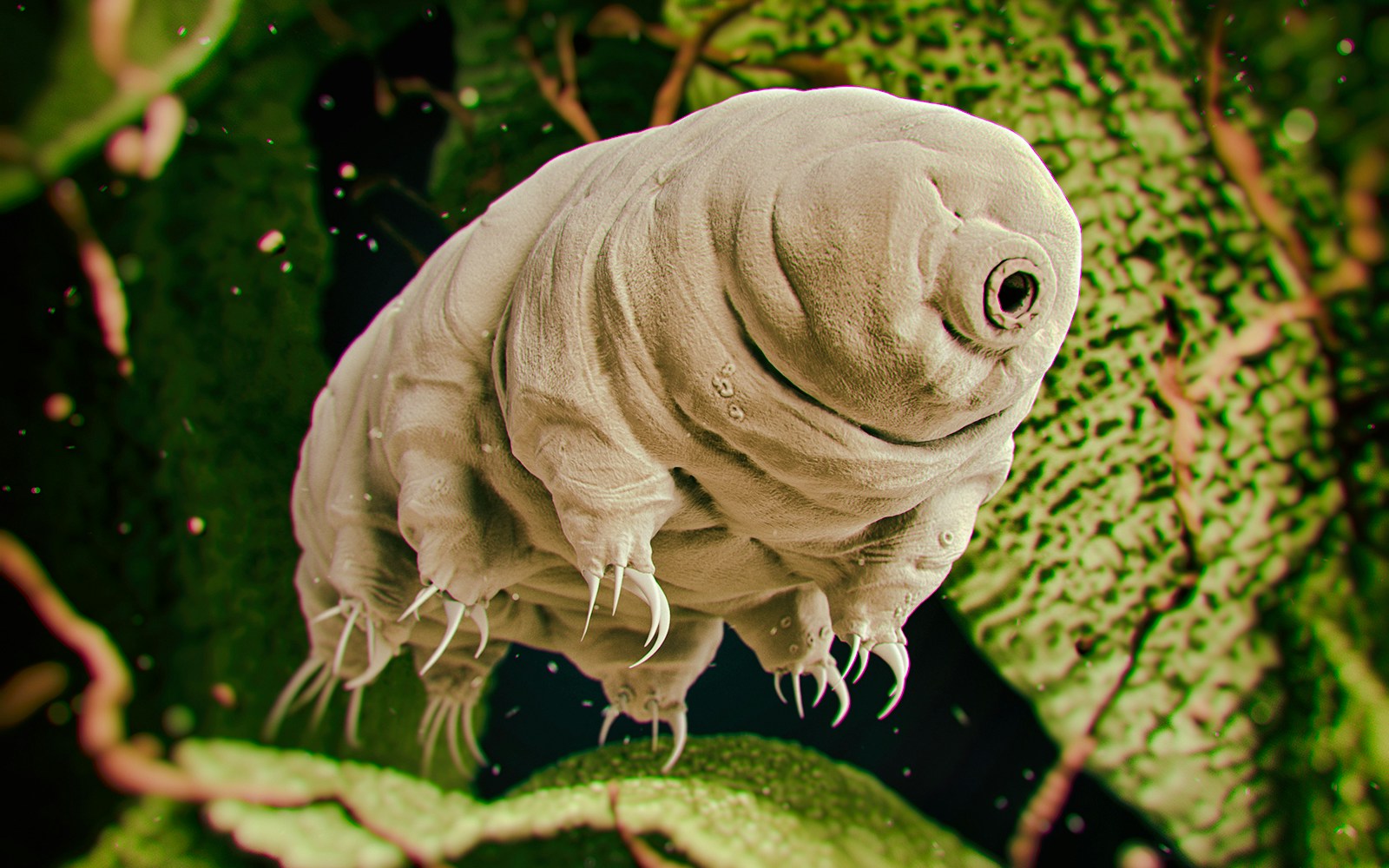 Tardigrade (water bear) on green moss background.