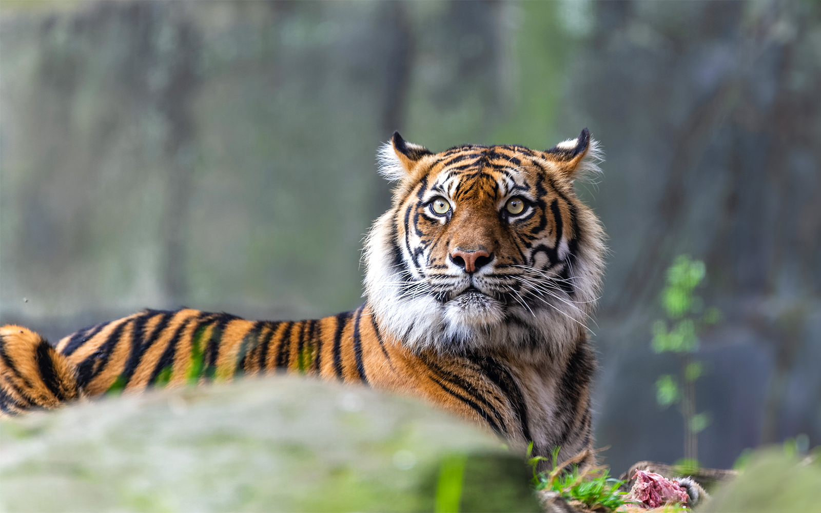 Sumatran tiger resting on a rock at Taronga Zoo, Sydney.