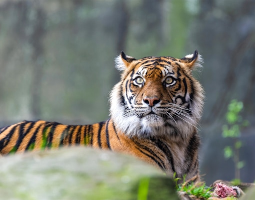 Sumatran tiger resting on a rock at Taronga Zoo, Sydney.