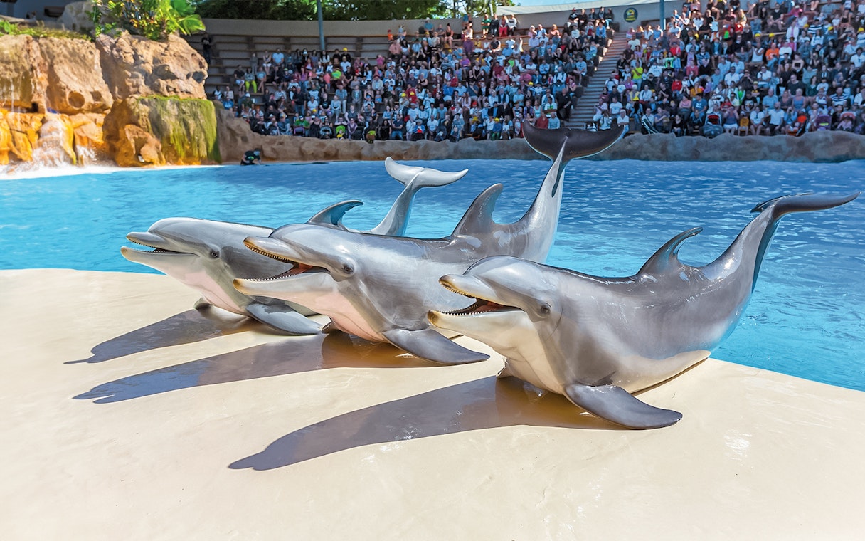 Dolphins performing at Loro Park with audience in background.