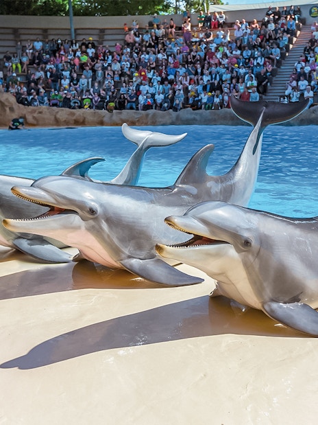 Dolphins performing at Loro Park with audience in background.
