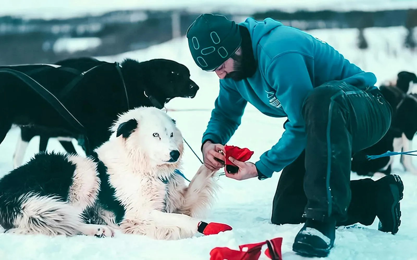 Guest preparing husky with booties for sledding tour in snowy Tromso.