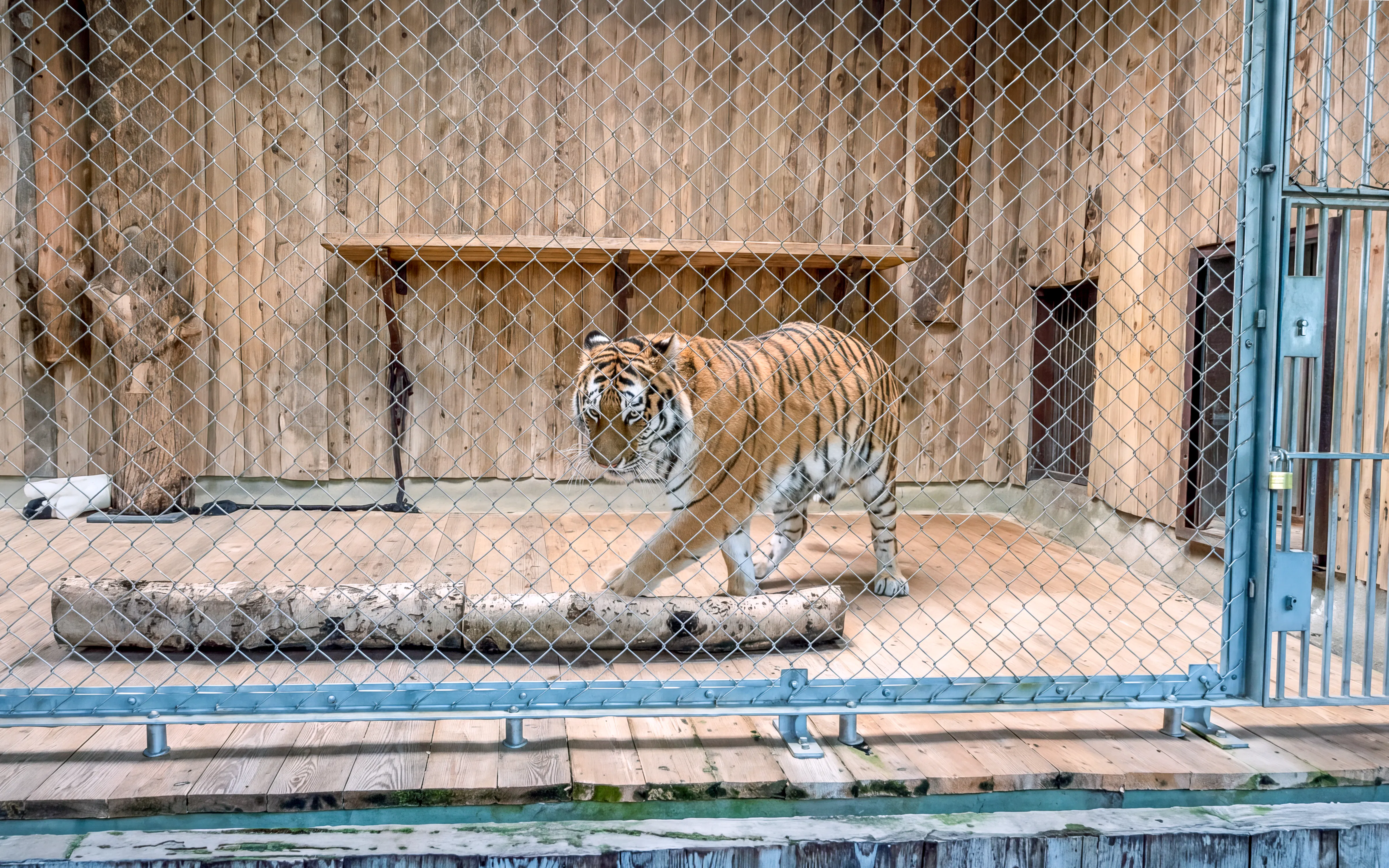 Tiger walking in enclosure at Hellabrunn Zoo, Munich.