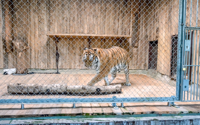 Tiger walking in enclosure at Hellabrunn Zoo, Munich.