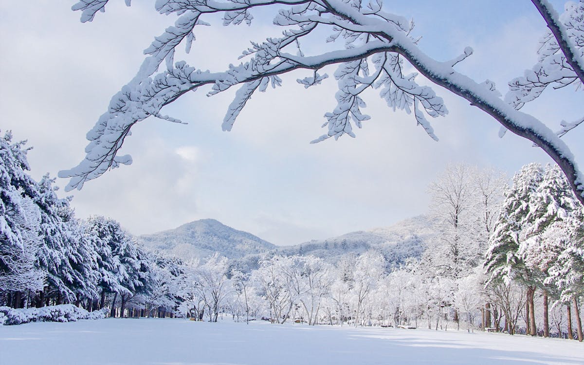 day trip to vivaldi park ski world & nami island from seoul-7 day trip to vivaldi park ski world & nami island from seoul-7
