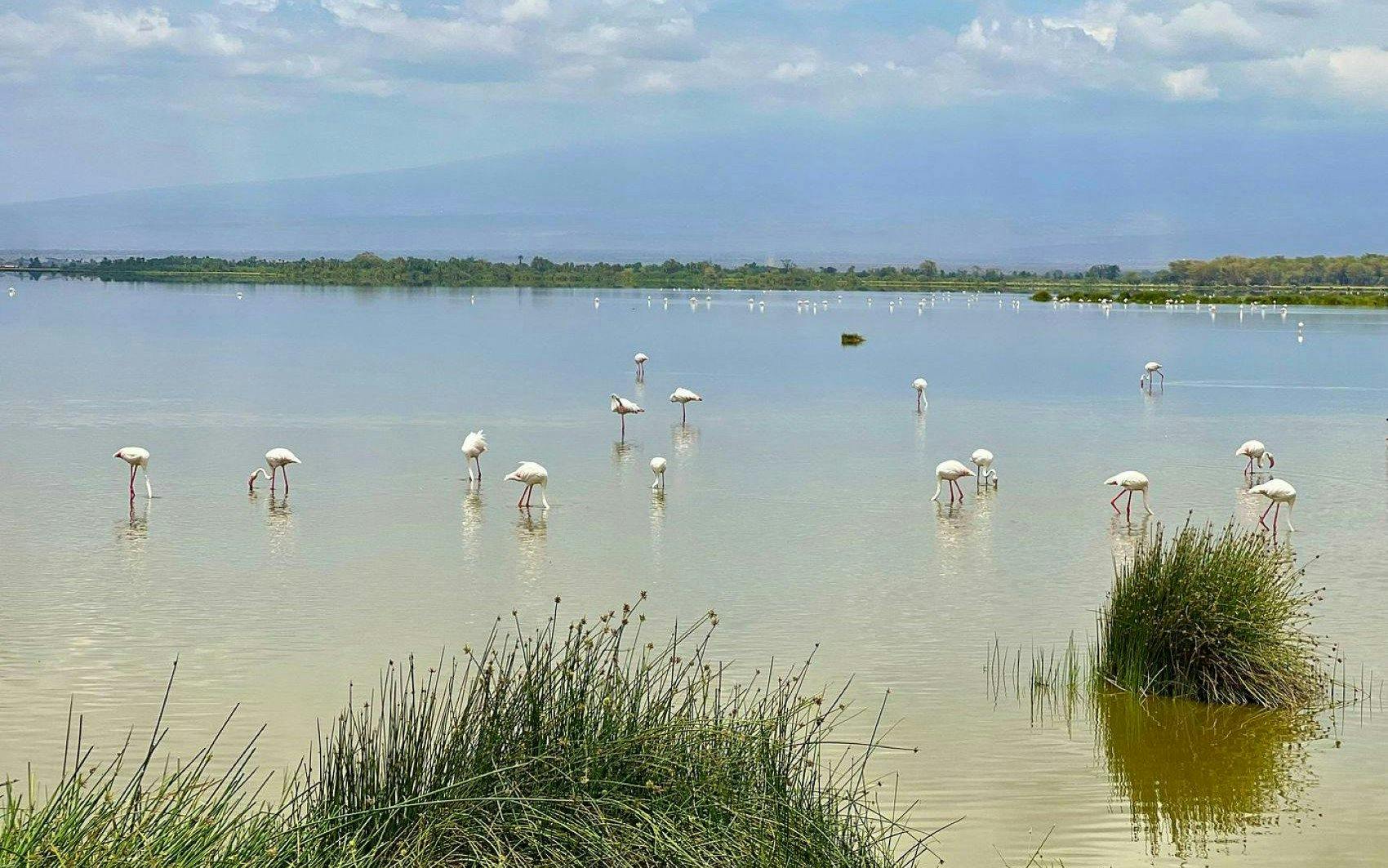 Flamingos wading in a lake at Amboseli National Park, Kenya, with distant greenery.