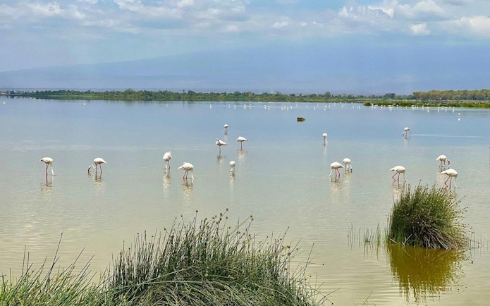 Flamingos wading in a lake at Amboseli National Park, Kenya, with distant greenery.