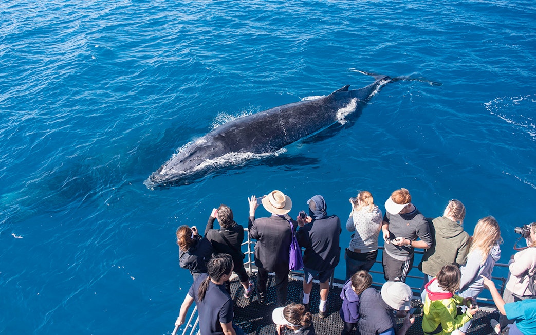 Tourists on a boat watching a whale in the ocean near Sydney, Australia.