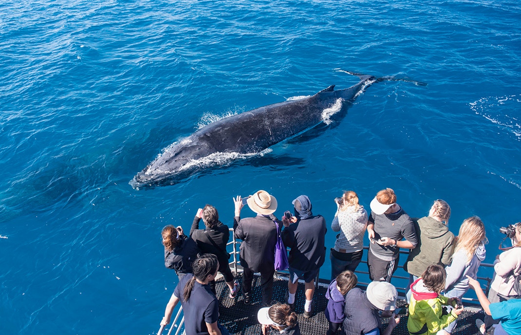 Boston Harbor Cruises & Whale Watching