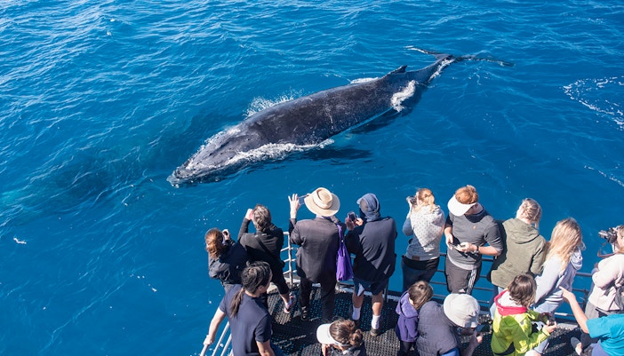 Tourists on a boat watching a whale in the ocean near Sydney, Australia.