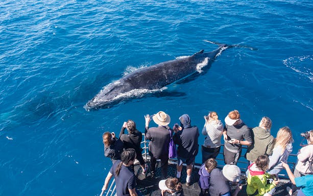 Tourists on a boat watching a whale in the ocean near Sydney, Australia.