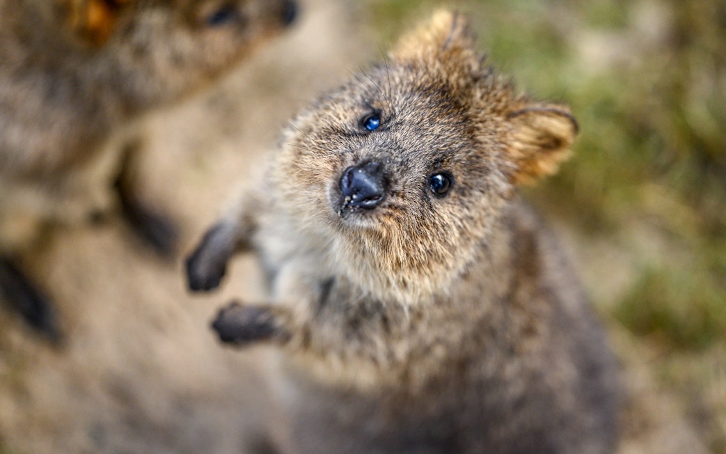 Quokka at Featherdale Wildlife Park, Australia.