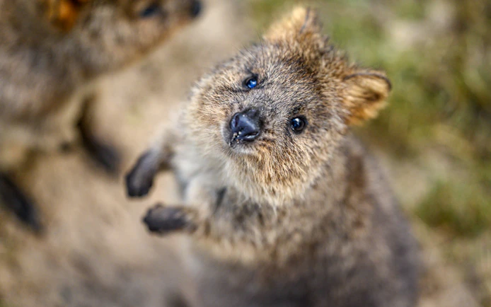 Quokka at Featherdale Wildlife Park, Australia.