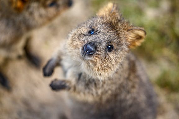 tickets to featherdale wildlife park-4