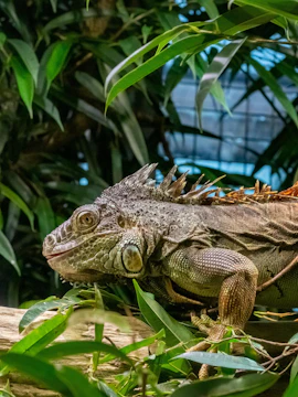 Iguana resting on a tree branch surrounded by lush greenery in a zoo exhibit.