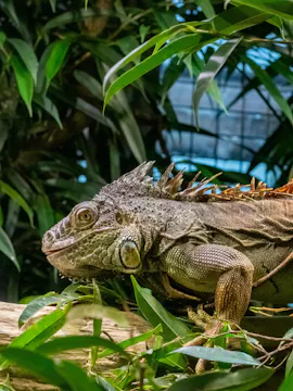 Zoo Zurich