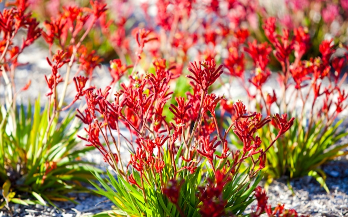 Red wildflowers at Pinnacles, Australia, during sunset stargazing tour.